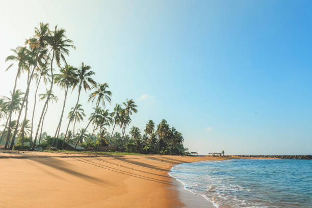 tropical beach on a sunny day stock photo