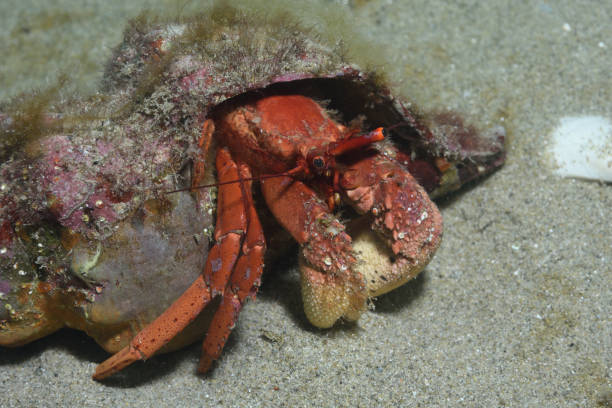 istock Common Hermit Crab, Victoria, Australia 1076983150