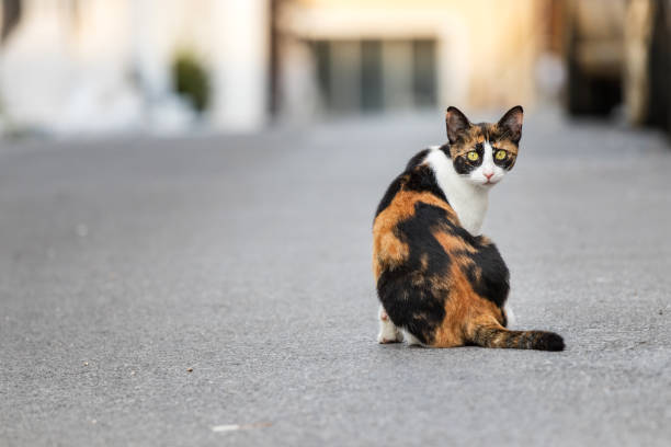 istock A wild - abandoned cat sitting alone in the street, looking camera, Greece. 1076985698