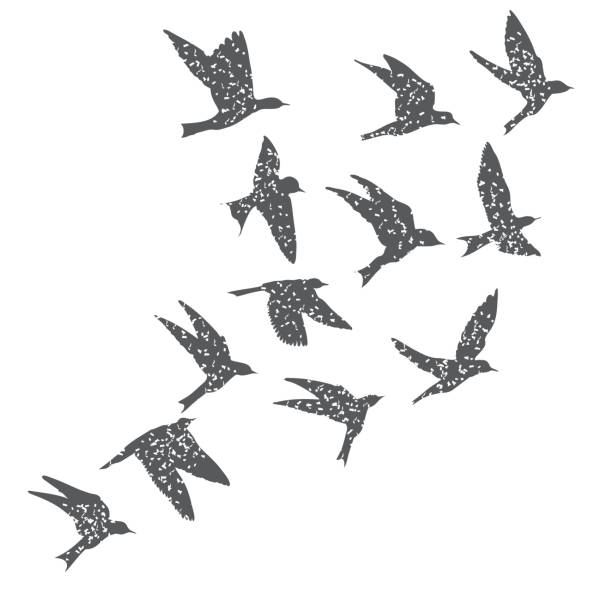 Silhouette of city flying birds on white background. Inspirational body flash tattoo ink. Set of textured stipple grey birds fly swallows, hand made. Vector. Vector. starling stock illustrations