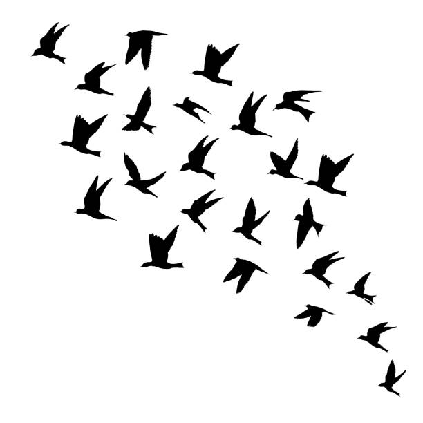 istock Silhouette of flying birds on white background. Inspirational body flash tattoo ink. Vector. 1076990042