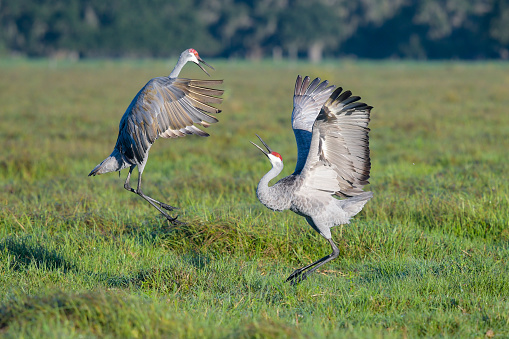 Jumping and dancing birds in Florida.