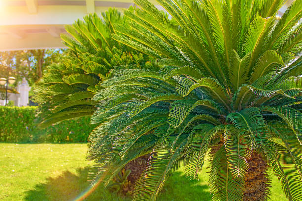 istock high, beautiful palm trees, clear sky, the sand, the warm tropics. 1076999510