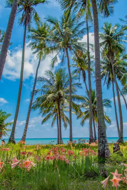 Coconut groves by the sea and beautiful flowers are planted.