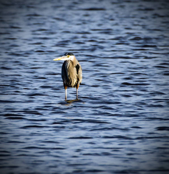 istock Great blue heron in middle of water 1077002126