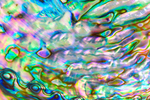 istock Close up multicolour texture background of paua shell, haliotis iris or Abalone shell 1077002328