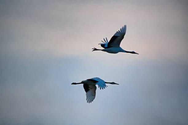 istock A bird of passage VD702 1077010586