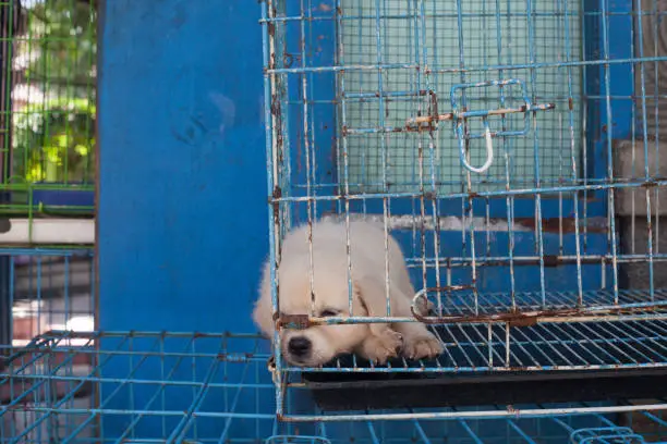 Yogayakarta Bird Market: Animal cruelty - a puppy locked up in a cage