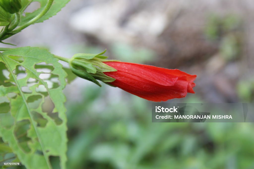 Flores Sin Abrir Rojo Brillante De Malvaviscus Arboreus Es Un Género De Plantas Florecientes En La Familia De La Malva Malvaceae Nombres Comunes De Malva De Cap De Especies Turco Malva De Flores Sin Abrir Rojo Brillante De Malvaviscus Arboreus Es Un Género De Plantas Florecientes En La Familia De La Malva Malvaceae Nombres Comunes De Malva De Cap De Especies Turco Malva De