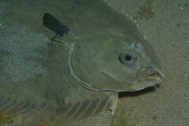 istock Greenback Flounder, Victoria, Australia 1077019422