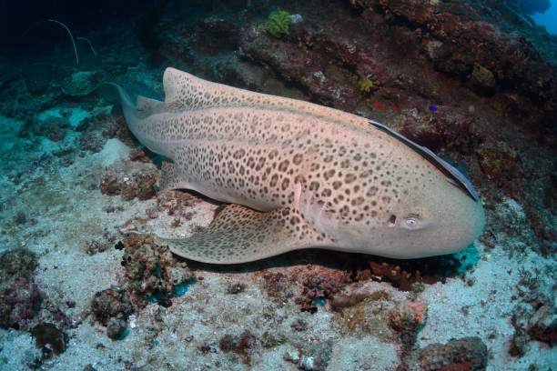 istock Leopard Shark, Queensland, Australia 1077019440