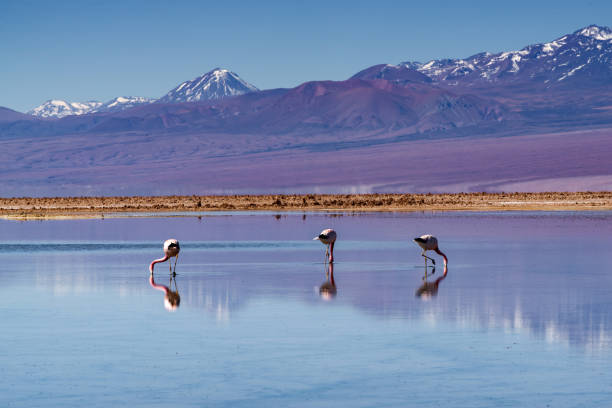 istock Wild Flamingos 1077019790