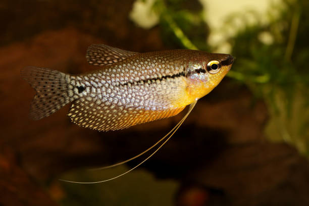 перл гурами trichopodus leerii пресноводных рыб - freshwater pearl стоковые фото и изображения