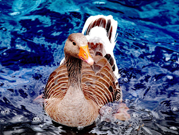 Swimming duck