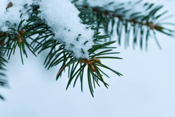 istock Branches of blue Tien Shan spruce covered with white snow 1077028264