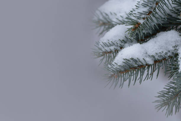 istock Branches of blue Tien Shan spruce covered with white snow 1077028392