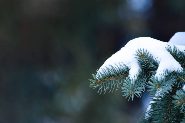 istock Branches of blue Tien Shan spruce covered with white snow 1077028482