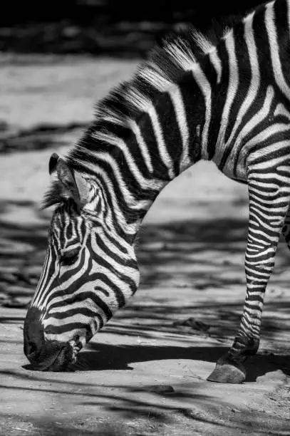 Photo of one zebra