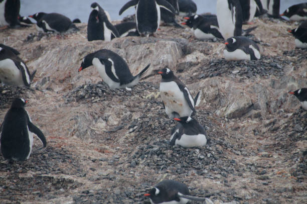 istock Gentoo Penguins on Cuverville Island, Antarctica 1077028962
