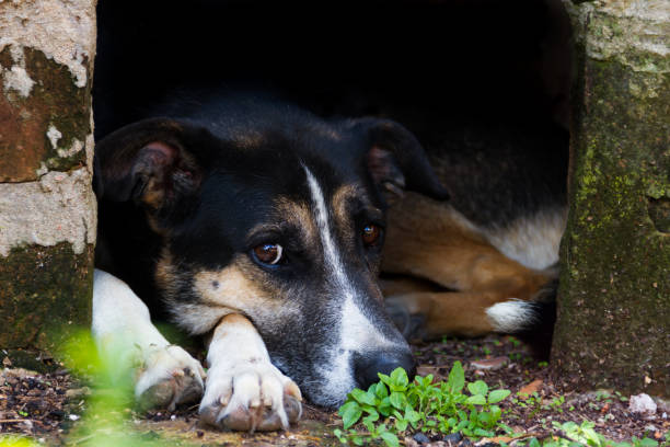 istock portrait mongrel stray dog on dark background 1077029452