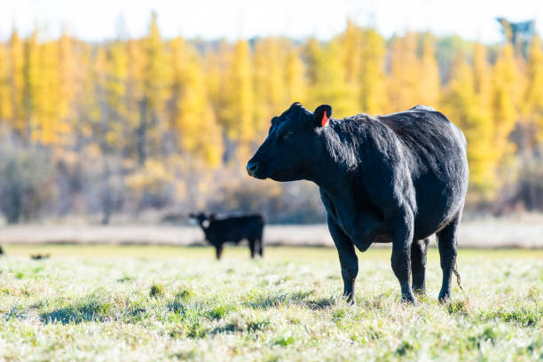 Black Angus cattle on an autumn day stock photo