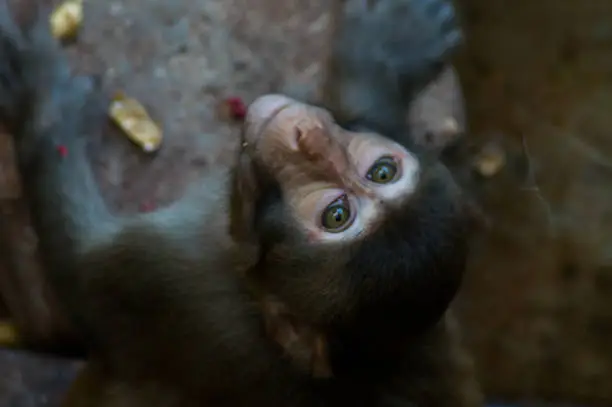 Photo of monkey