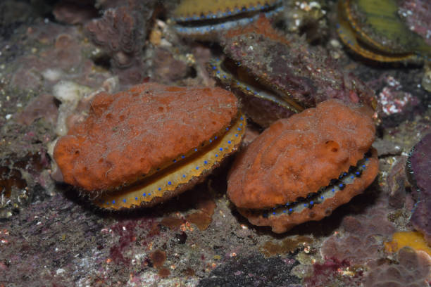 istock Doughboy Scallops, South Australia 1077038318