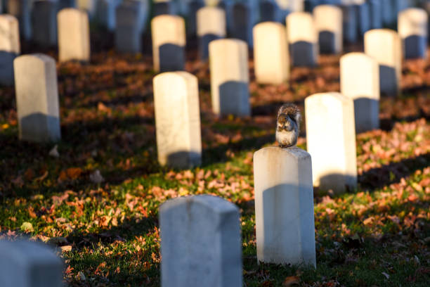 Gravestones of The Arlington National Cemetery during The Veteran's Day in United States in November, late autumn