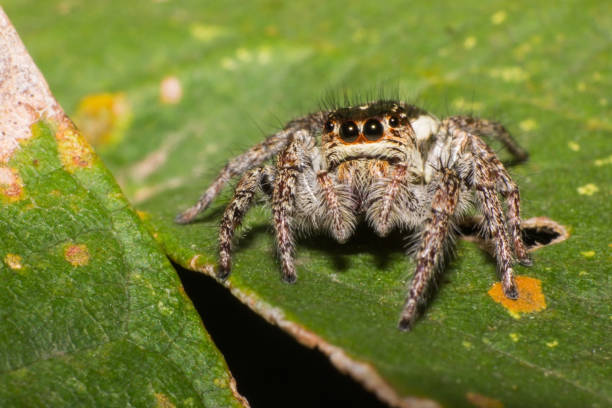istock spider in macro view, insect in nature 1077038926
