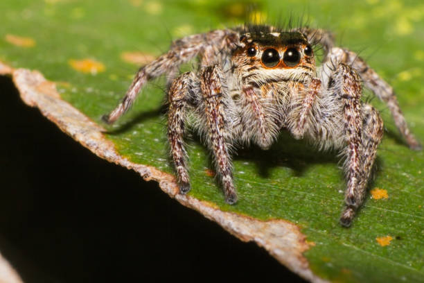 istock spider in macro view, insect in nature 1077039006