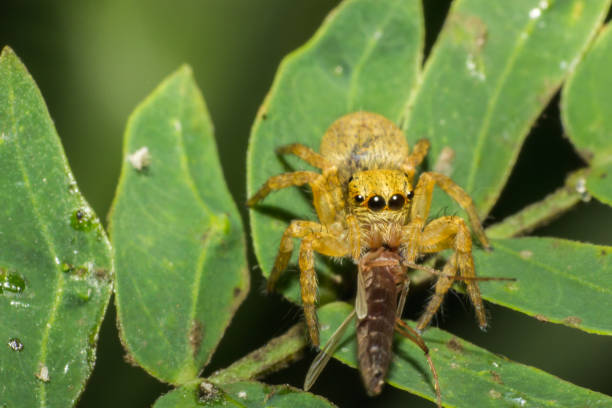 istock spider in wild, animal wildlife 1077039144
