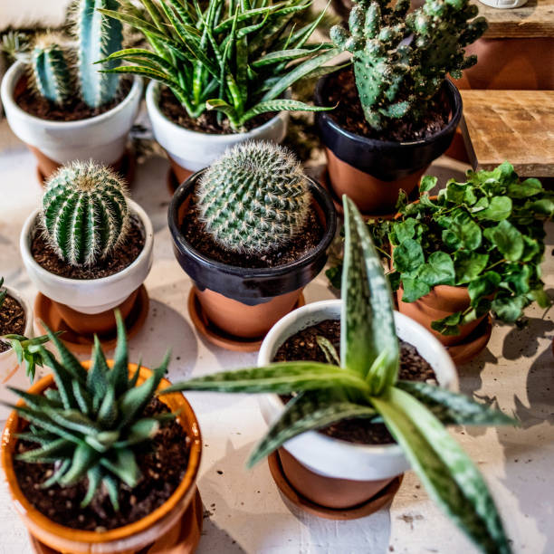 istock House indoor plants collection. Succulent and cactus in different pots on white background 1077049512