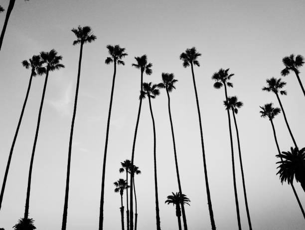 370+ Date Palm Tree Silhouette Stock Photos, Pictures & Royalty-Free ...
