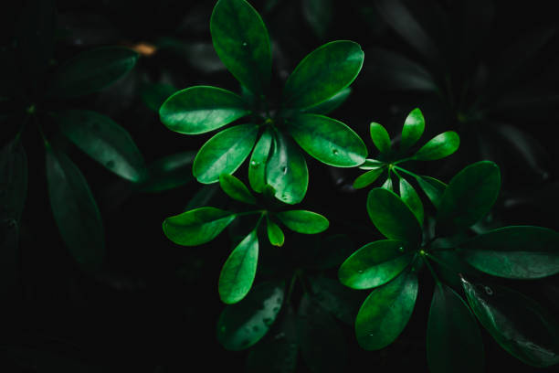 istock Selective focus closed up tropical summer green leaf background with dark color tone 1077051026