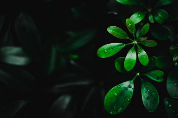 istock Selective focus closed up tropical summer green leaf background with dark color tone 1077051078