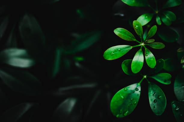 istock Selective focus closed up tropical summer green leaf background with dark color tone 1077051082