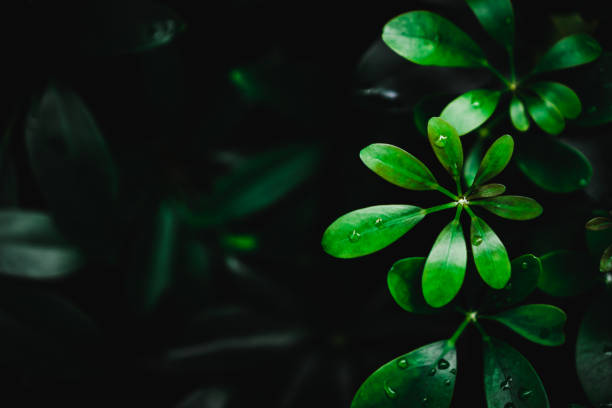 istock Selective focus closed up tropical summer green leaf background with dark color tone 1077051084