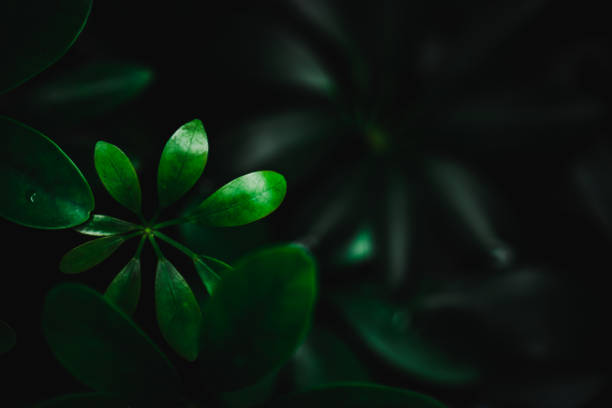 istock Selective focus closed up tropical summer green leaf background with dark color tone 1077051090