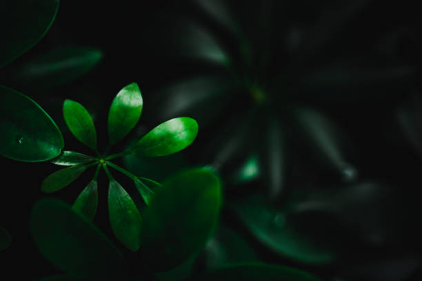 istock Selective focus closed up tropical summer green leaf background with dark color tone 1077051100