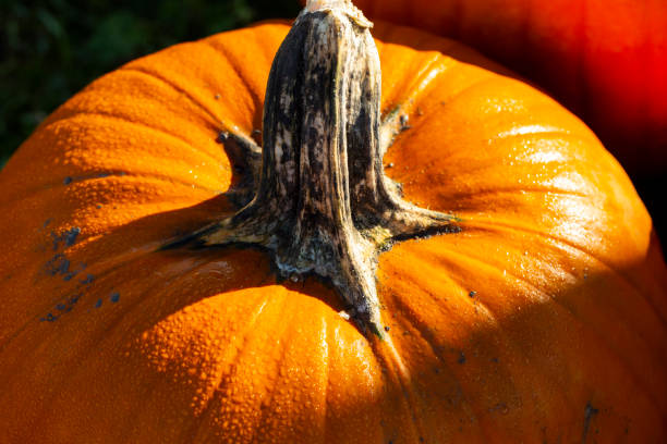 istock Pumpkin Background Texture Macro Skin - Stock image 1077051692