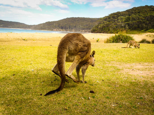 istock A kangaroo jumping around near the beach 1077051726