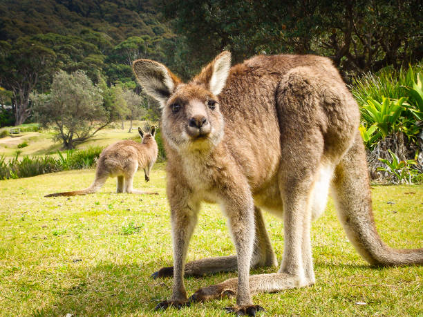 istock Kangaroo looking at you 1077052756