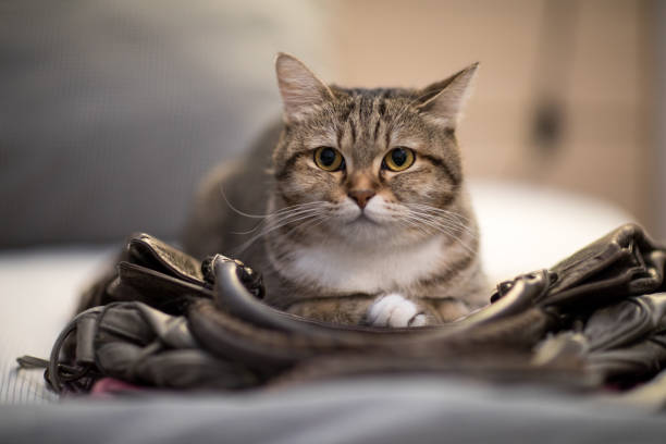 istock cat sleep bag  instinct animal lovely pet 1077059320