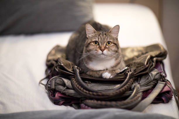 cat sleep bag  instinct animal lovely pet