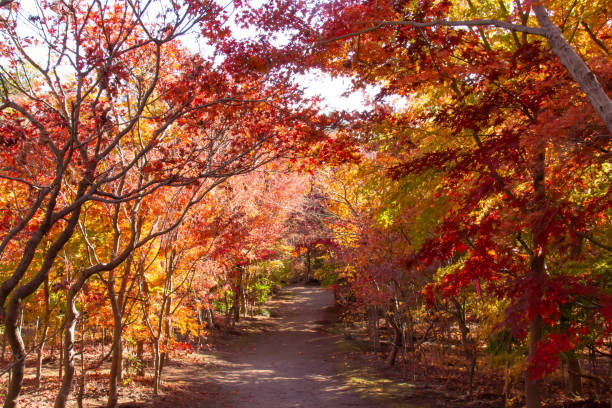 istock Forest of maple with colored autumnal leaves 1077063548