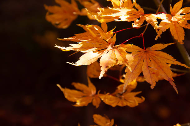 istock Close-up of a beautiful maple that turned autumn leaves 1077063614