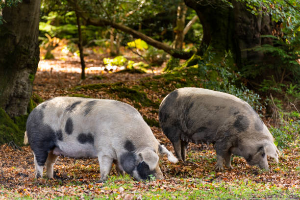 schweine im new forest - beechmast stock-fotos und bilder