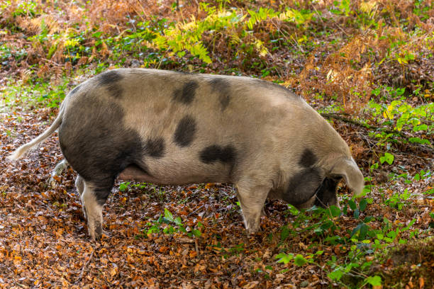 pig roaming nella new forest inghilterra - beechmast foto e immagini stock