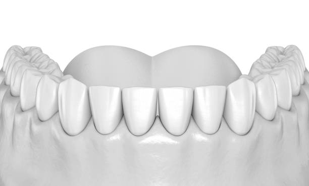 istock Mandibular human gum and teeth anatomy. Medically accurate tooth 3D illustration 1077065630