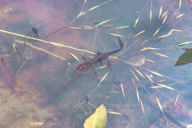 Close up shot of an adult newt swimming in pond water among baby newts.